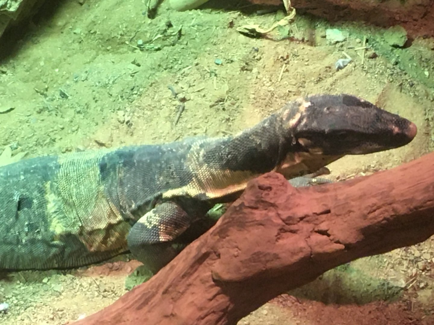 Lace Monitor (Varanus varius)