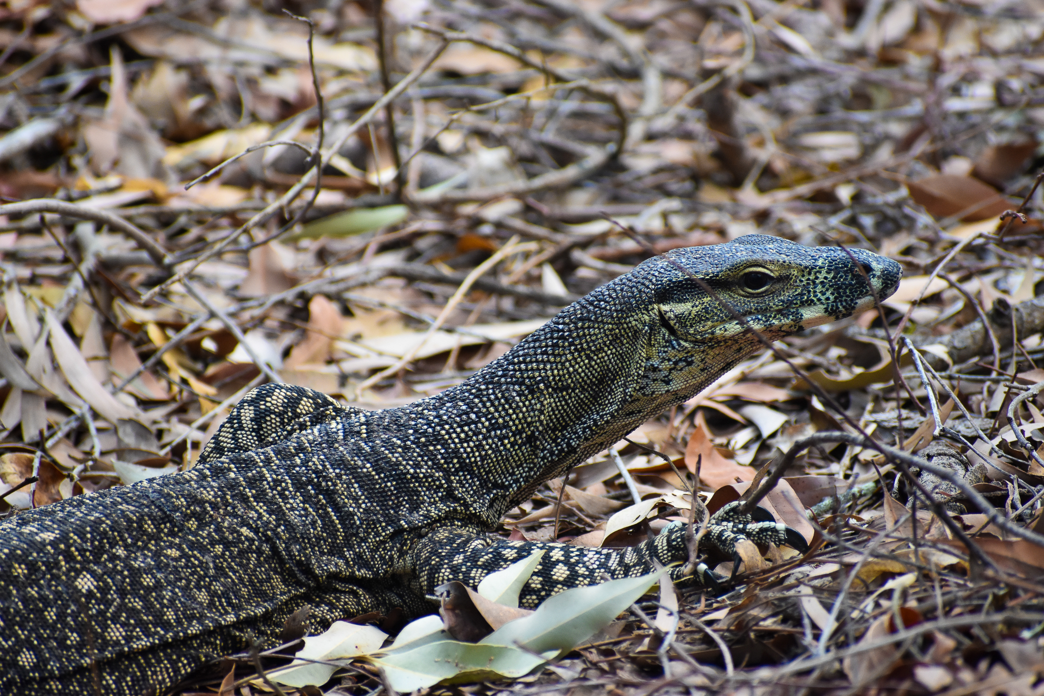 Lace Monitor (Varanus varius)