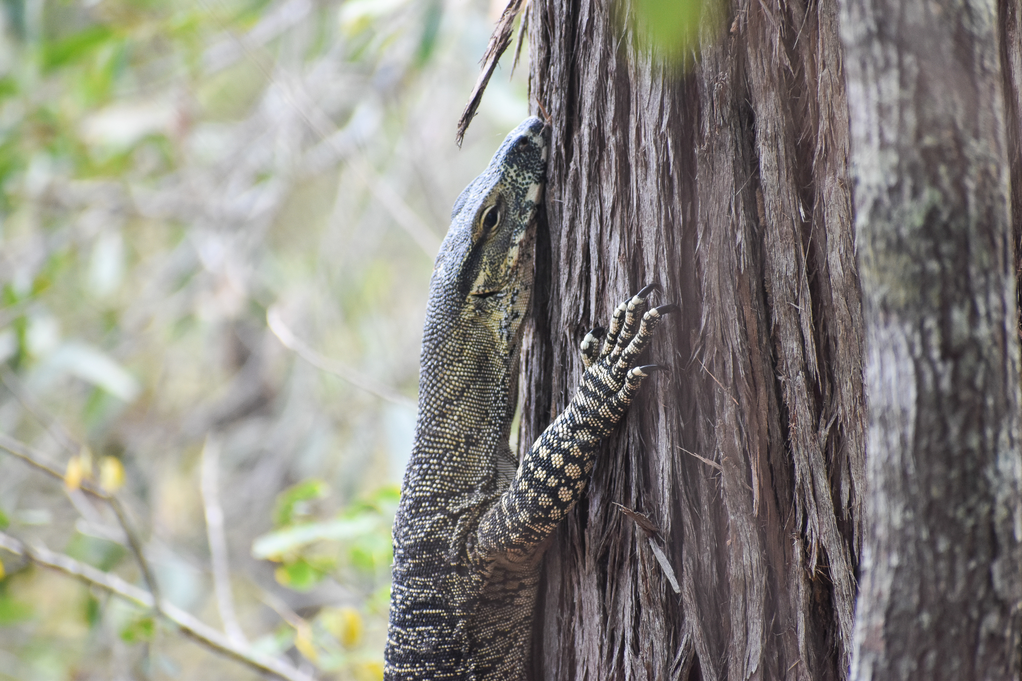 Lace Monitor (Varanus varius)