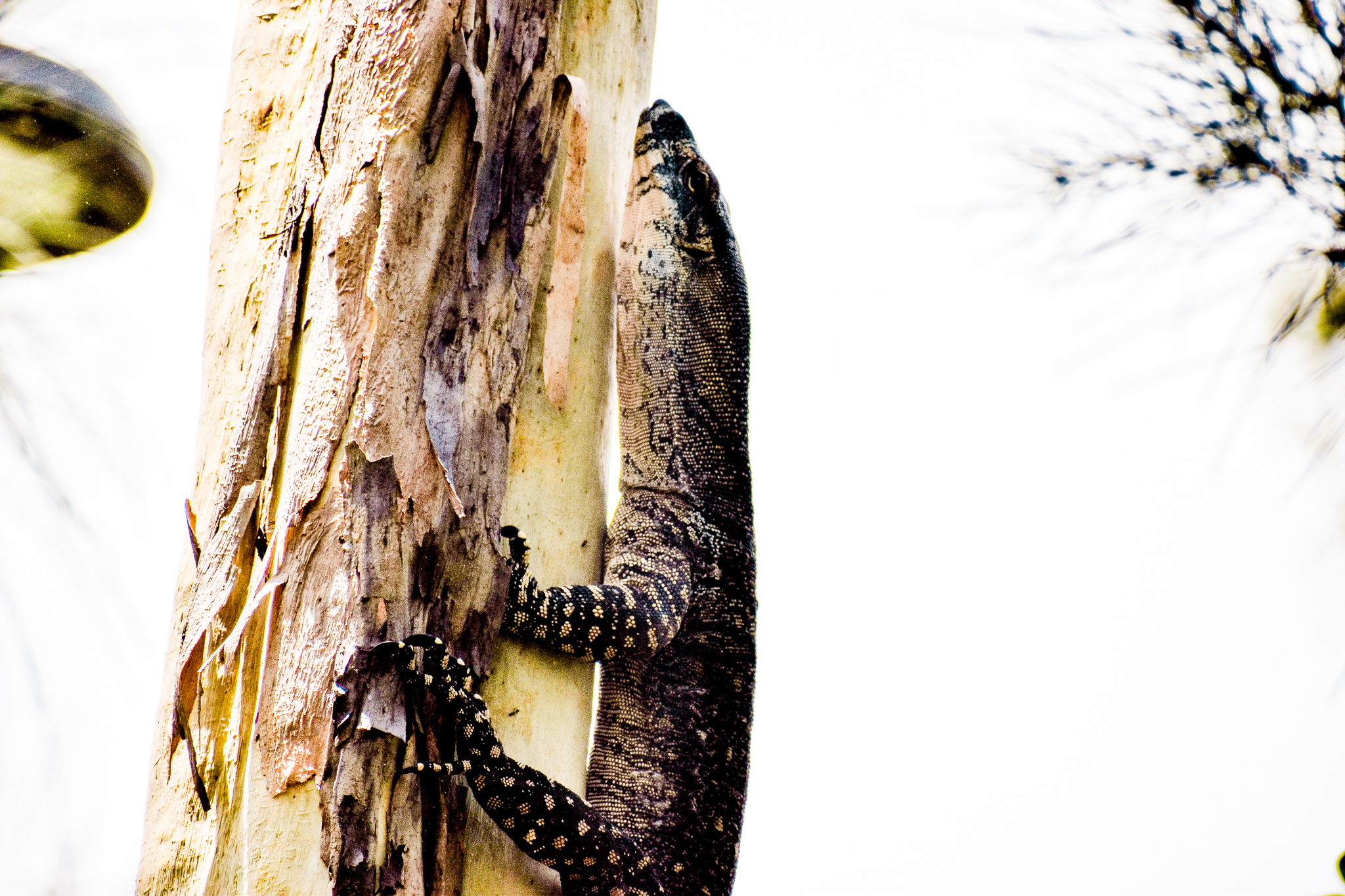 Lace Monitor (Varanus varius)
