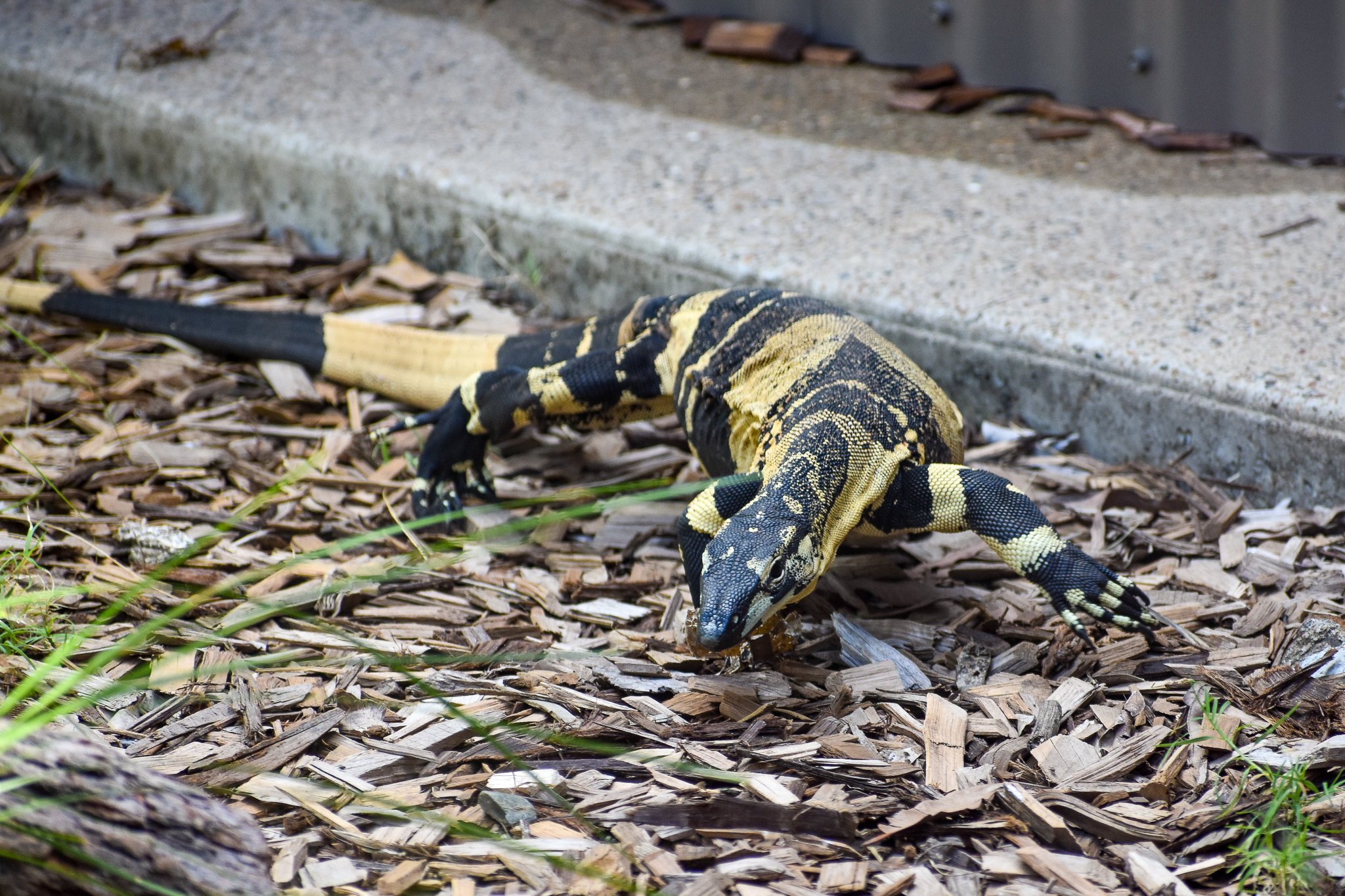 Lace Monitor (Varanus varius)
