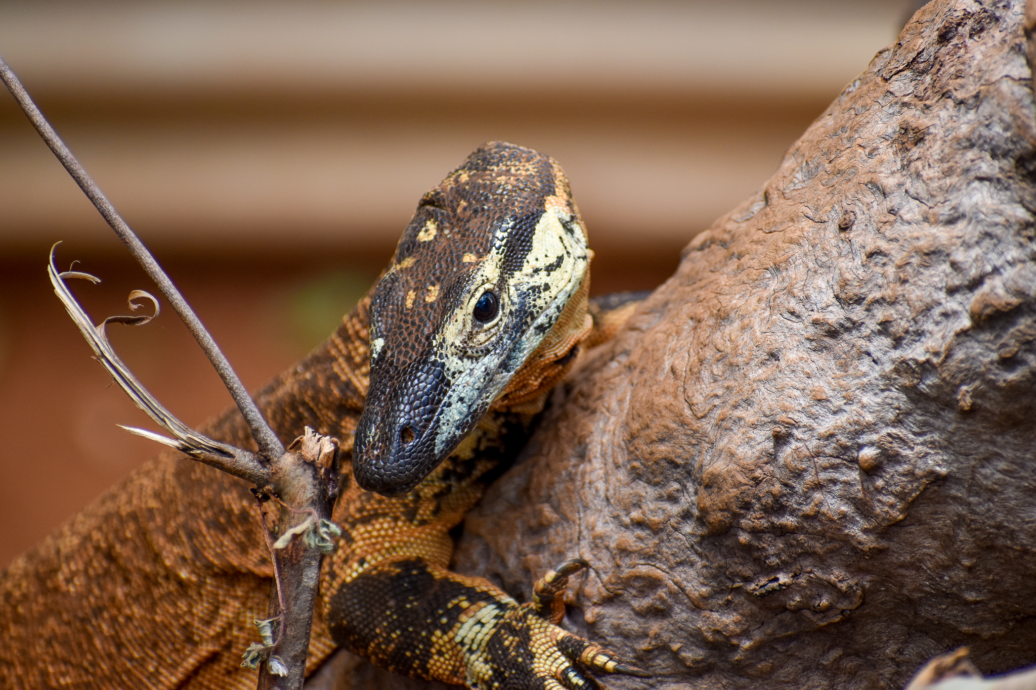 Lace Monitor (Varanus varius)