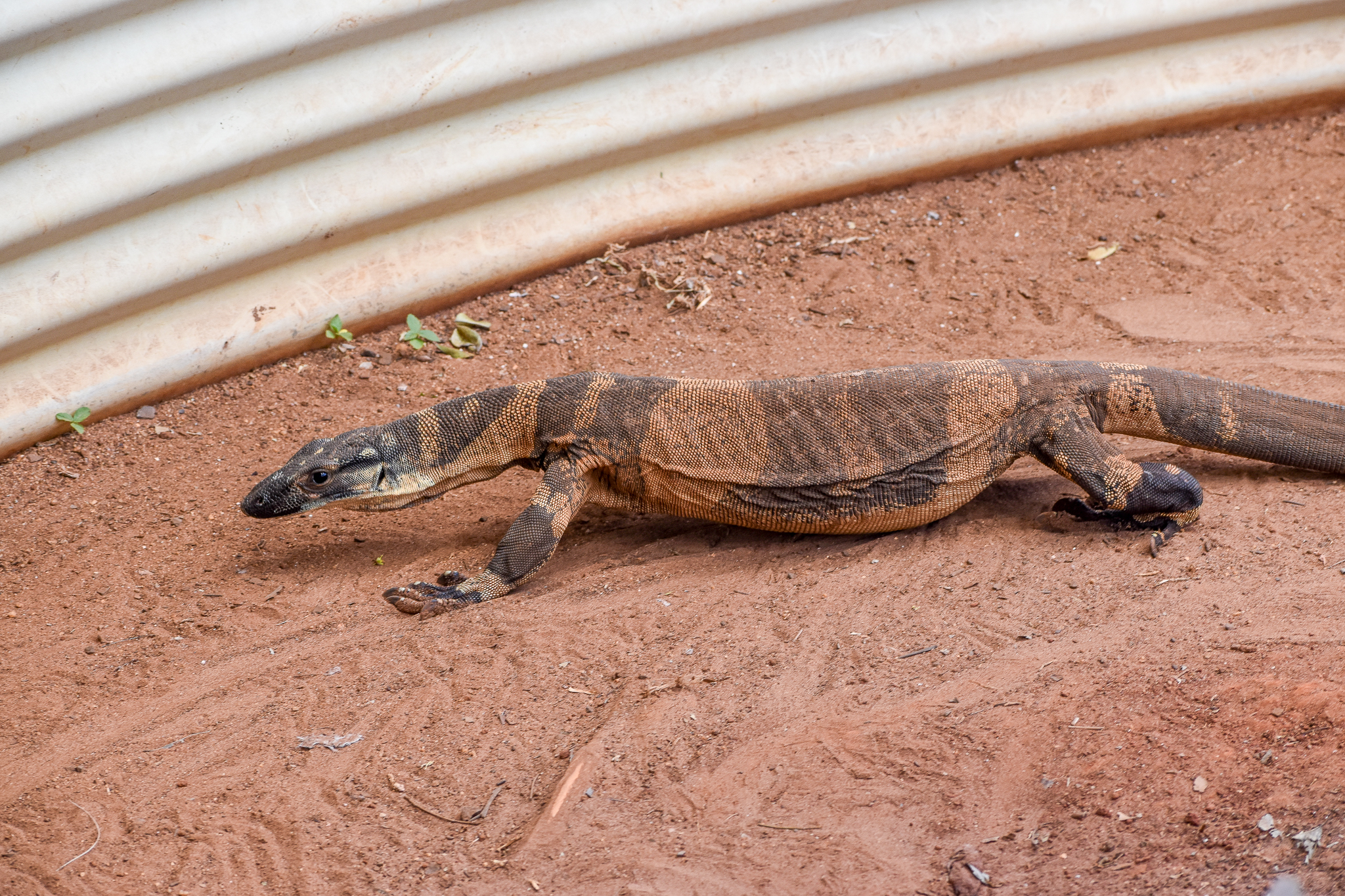 Lace Monitor (Varanus varius)