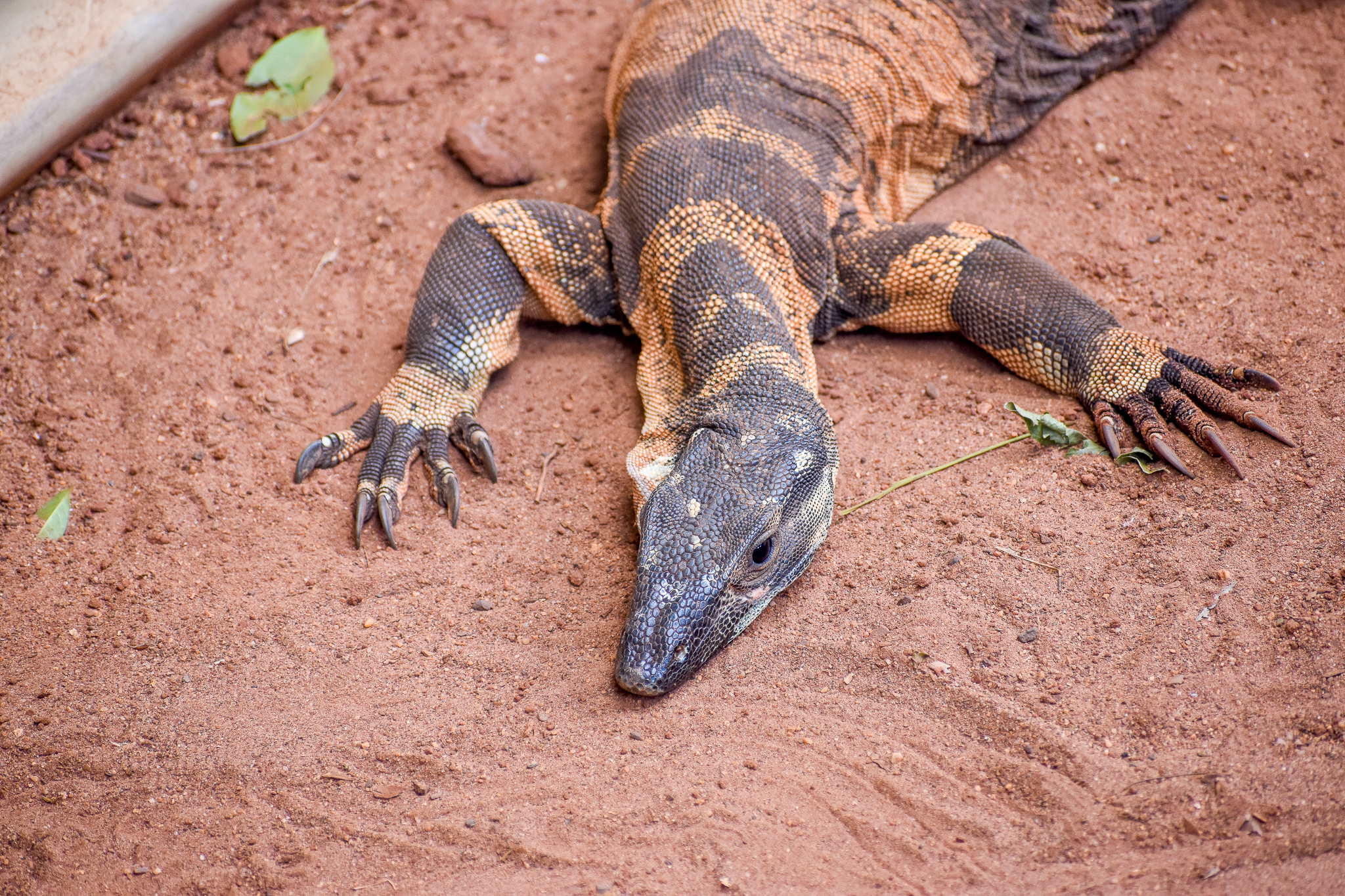 Lace Monitor (Varanus varius)