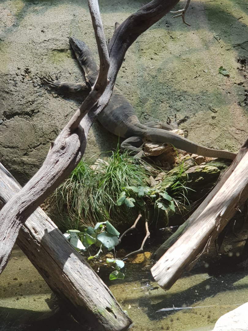 Lace monitor (Varanus varius)