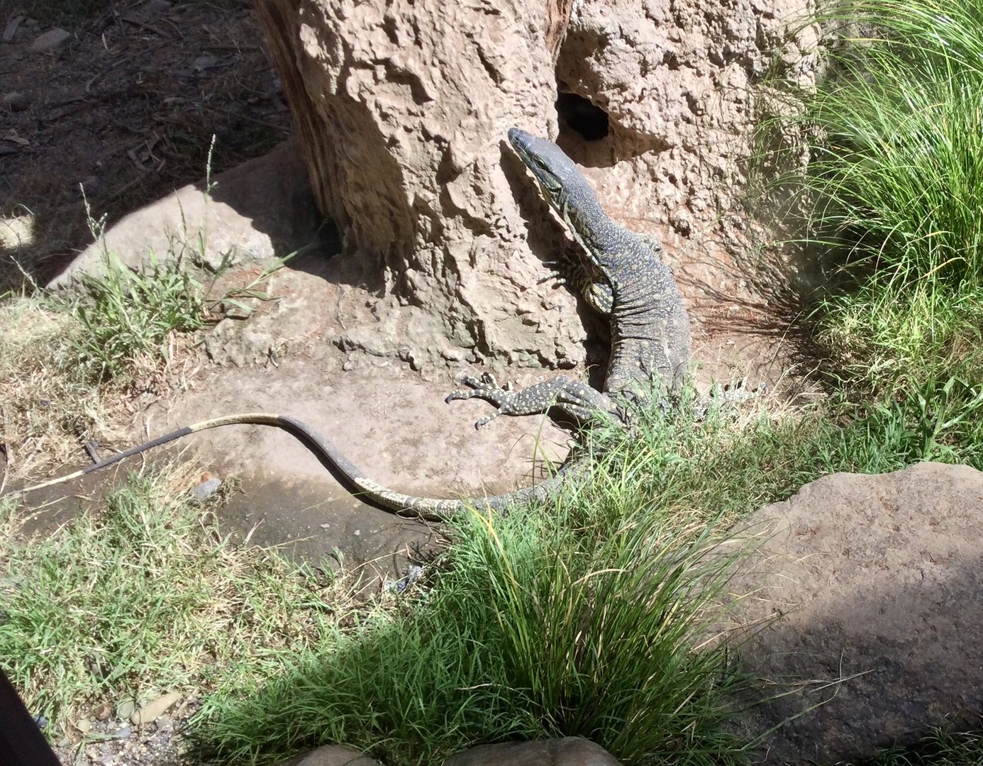 Lace monitor (Varanus varius)