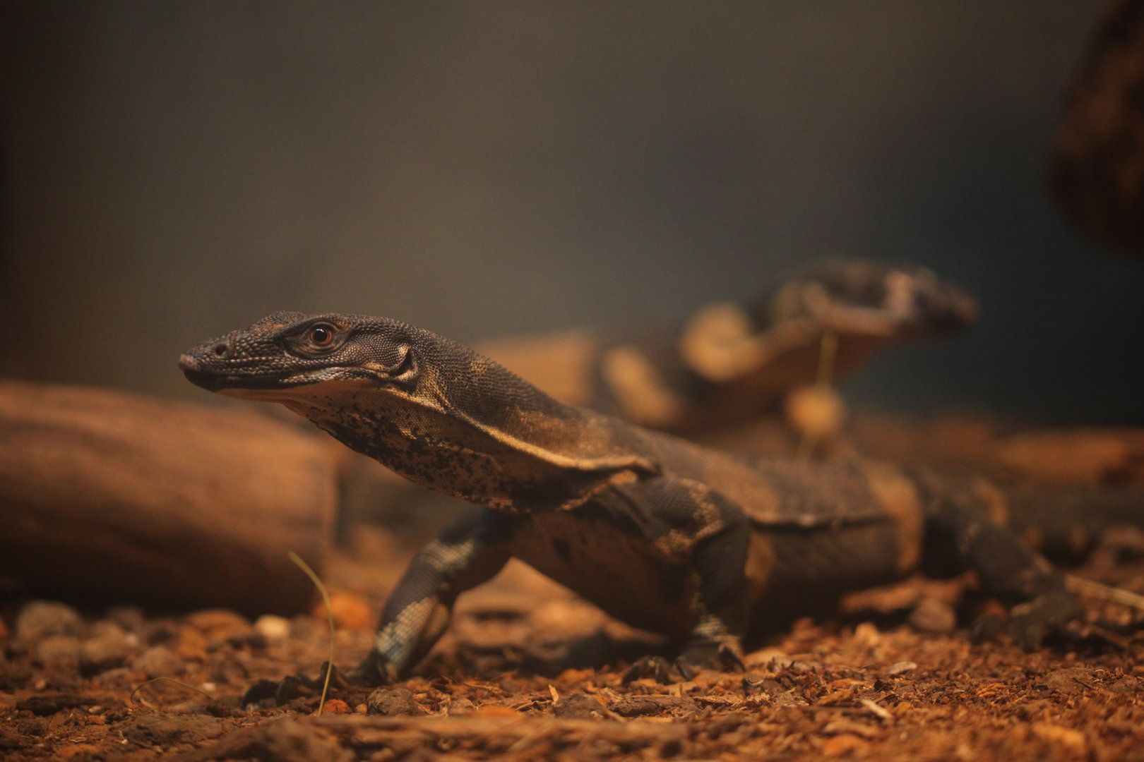 Lace monitor (Varanus varius)