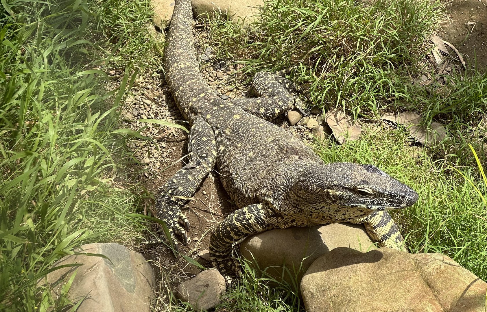 Lace monitor (Varanus varius)