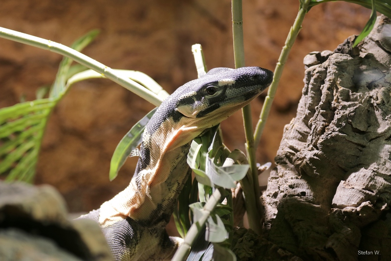 lace monitor (Varanus varius)
