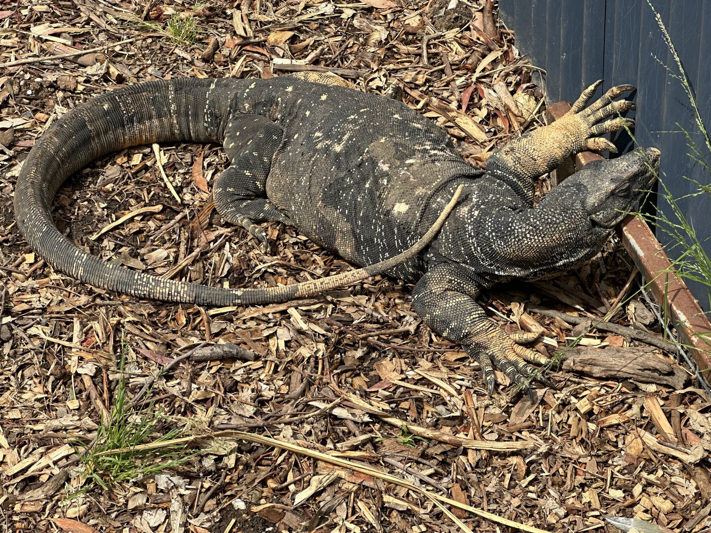 Lace monitor (Varanus varius)