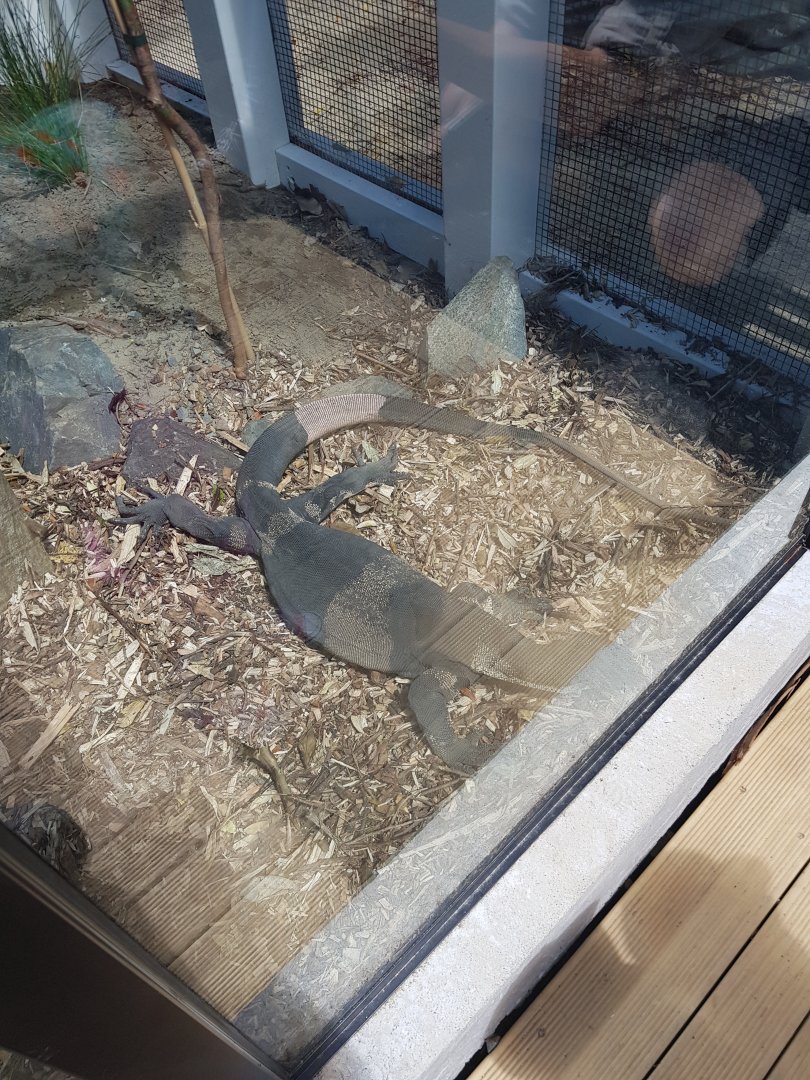 Lace Monitor (Varanus varius),