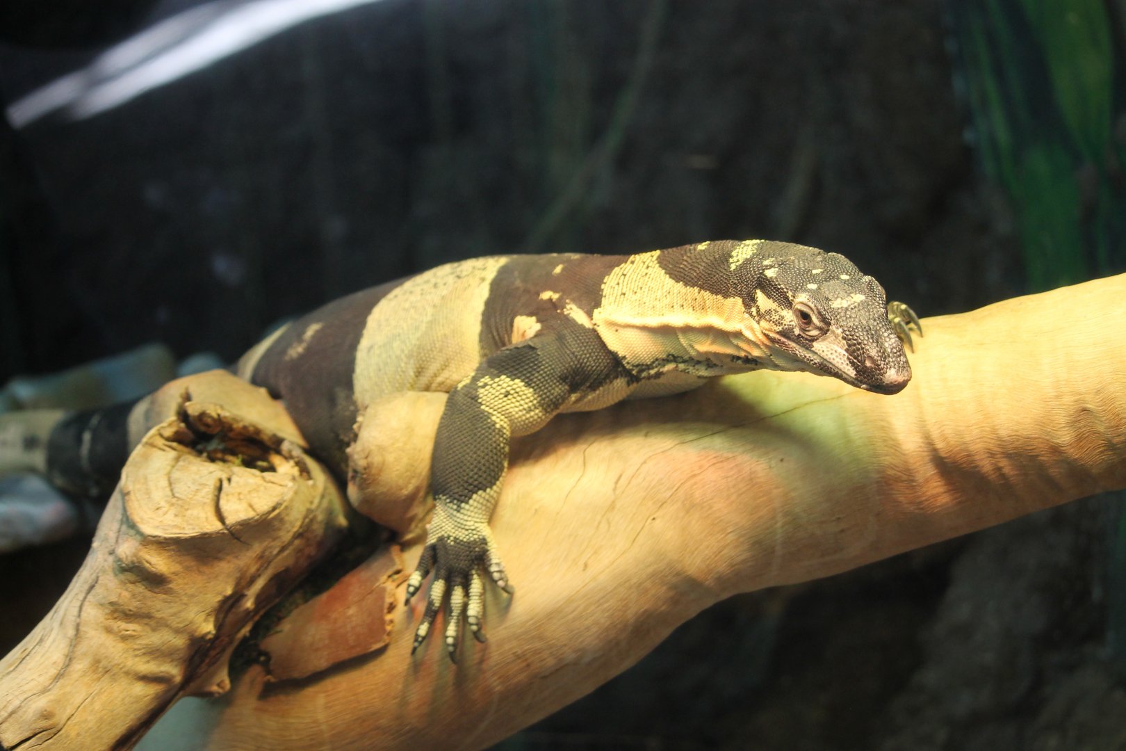 Lace Monitor (Varanus varius)