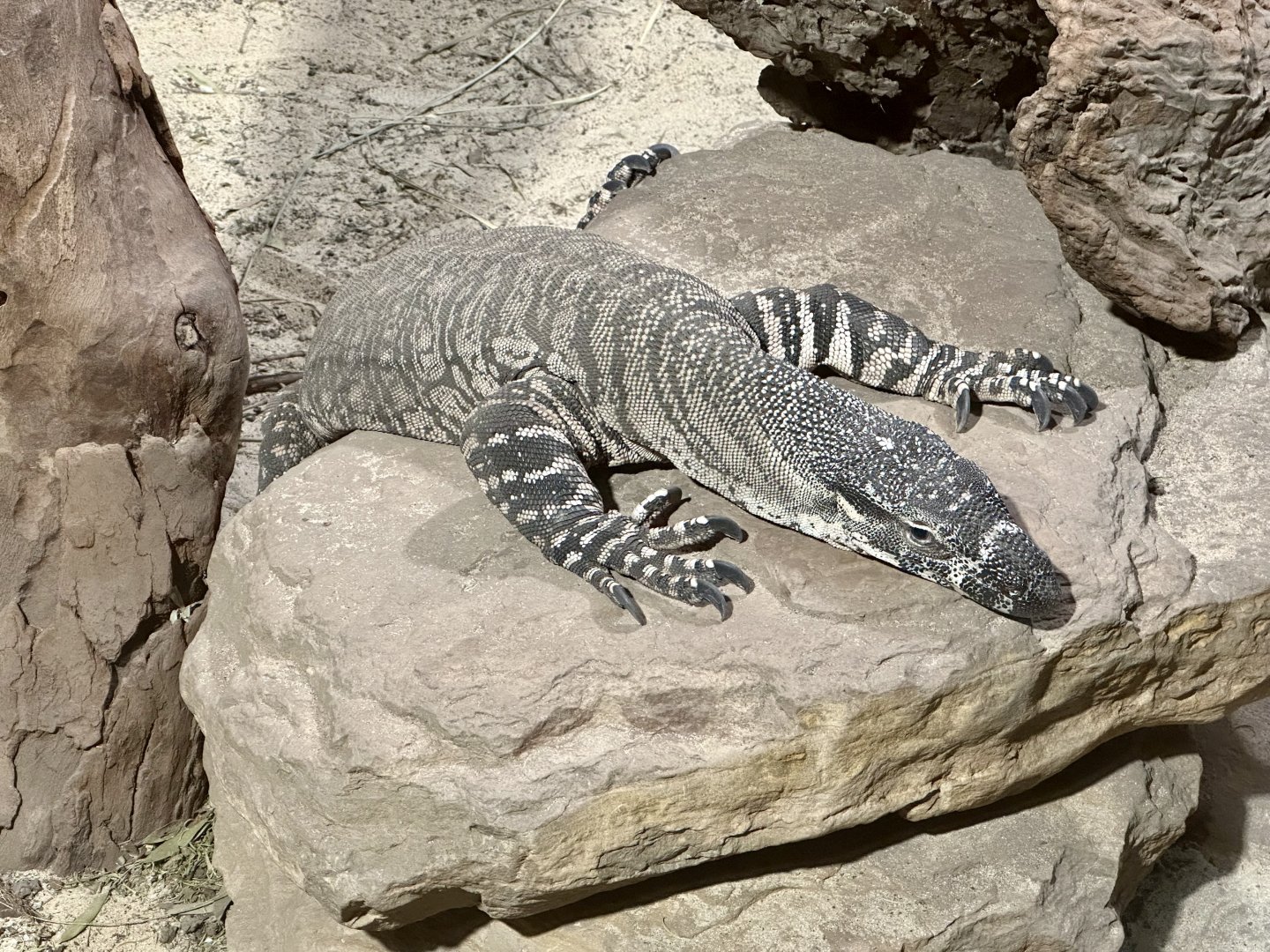 Lace monitor (Varanus varius)