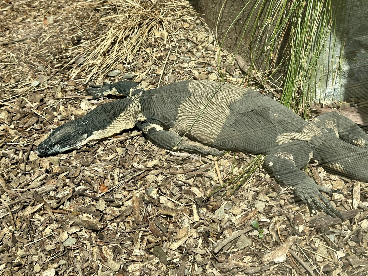 Lace monitor (Varanus varius)