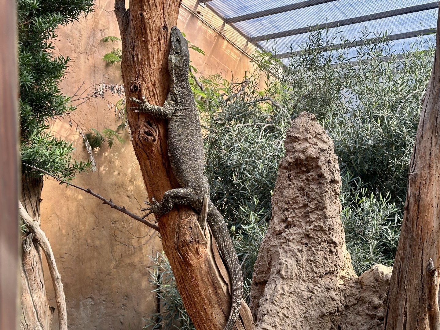 Lace monitor (Varanus varius)