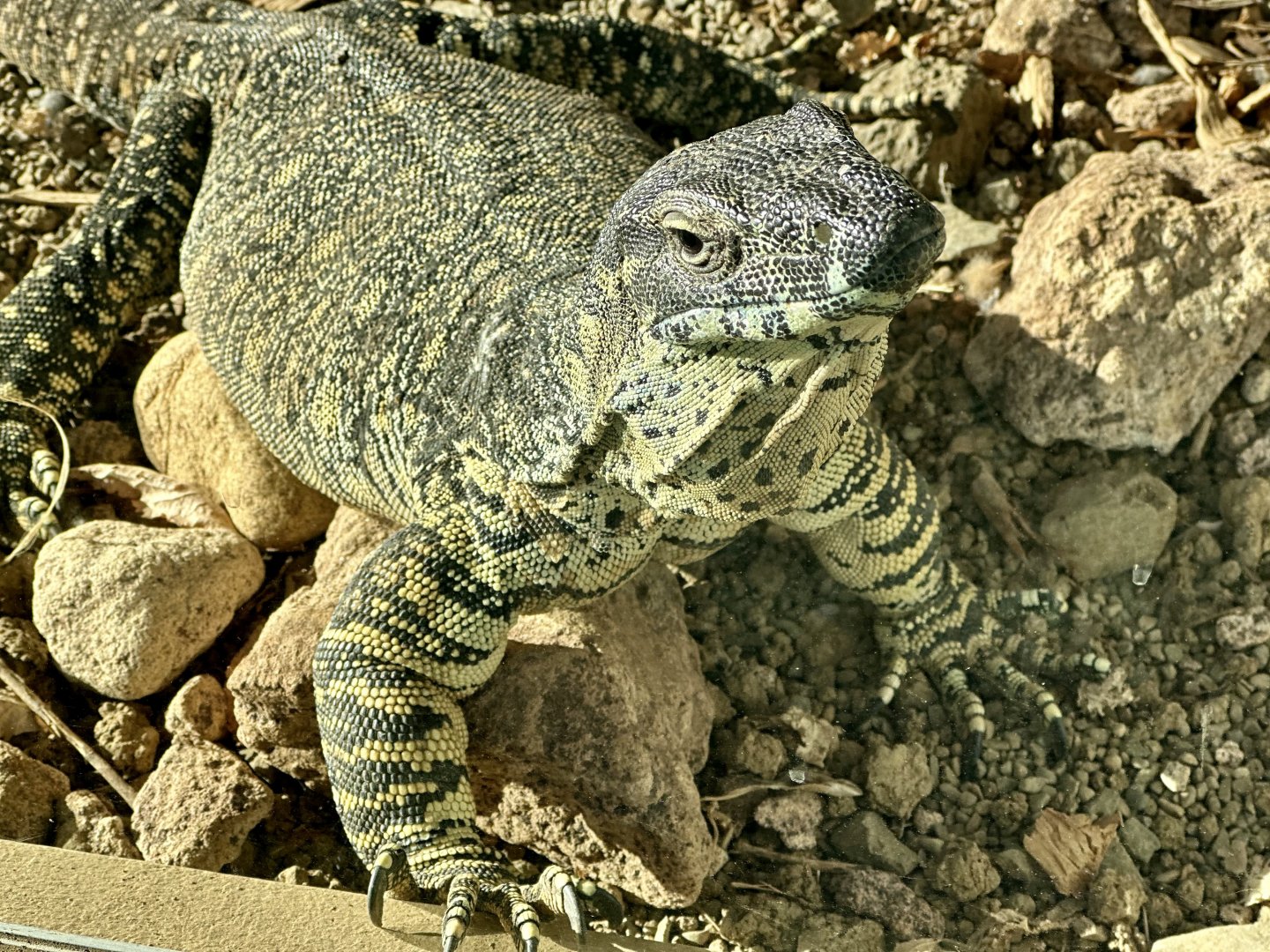 Lace monitor (Varanus varius)