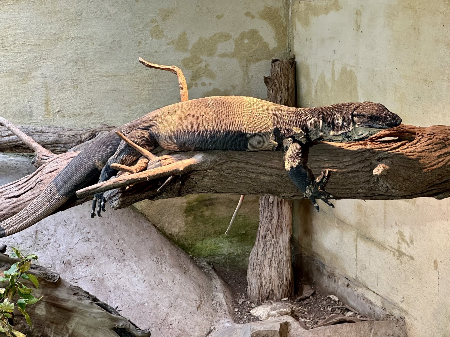Lace monitor (Varanus varius)