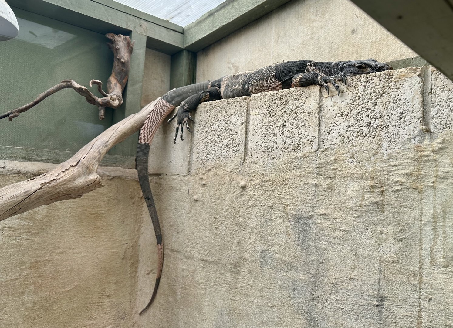 Lace monitor (Varanus varius)