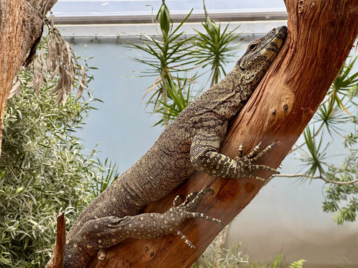 Lace monitor (Varanus varius)
