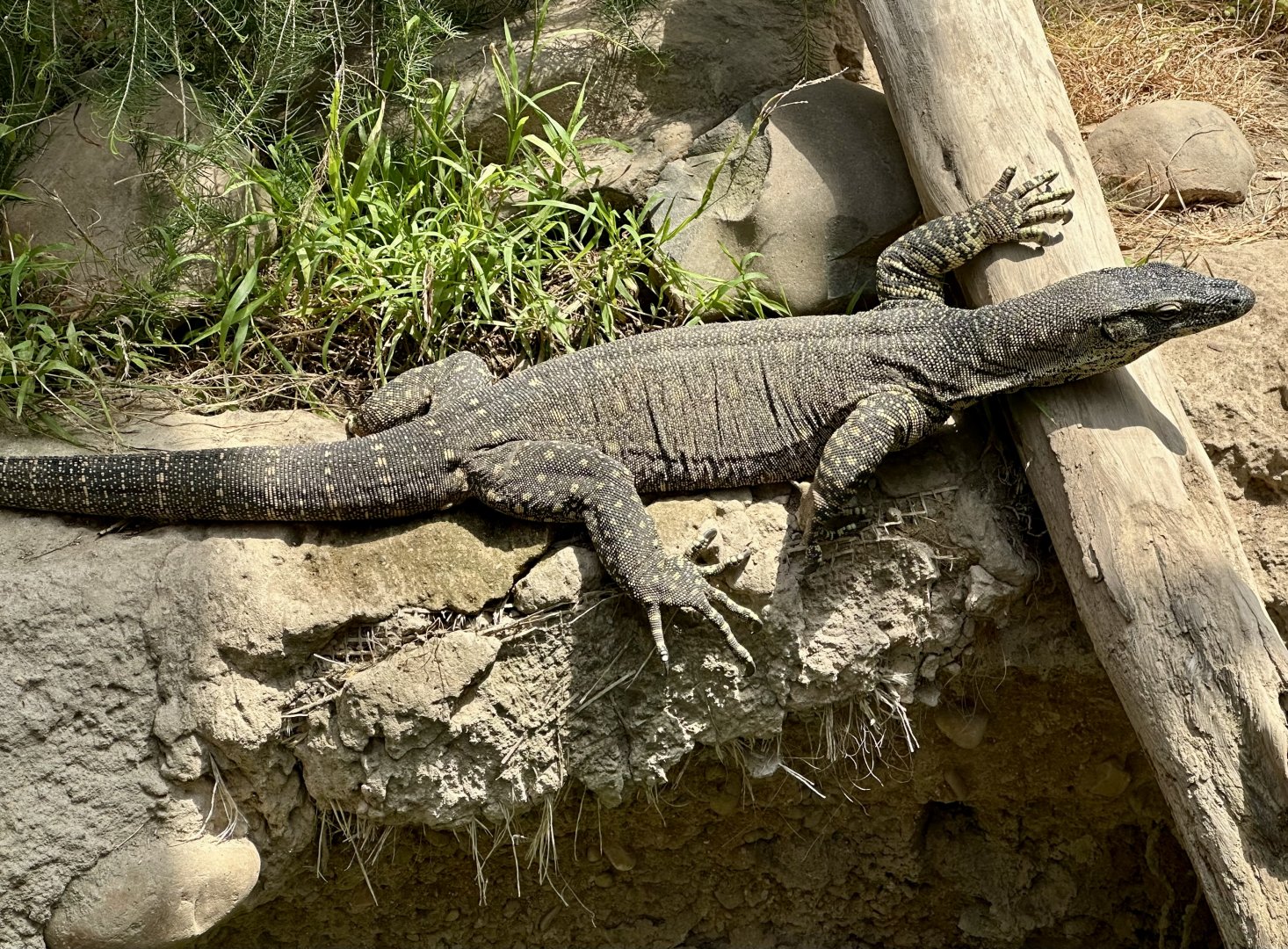 Lace monitor (Varanus varius)