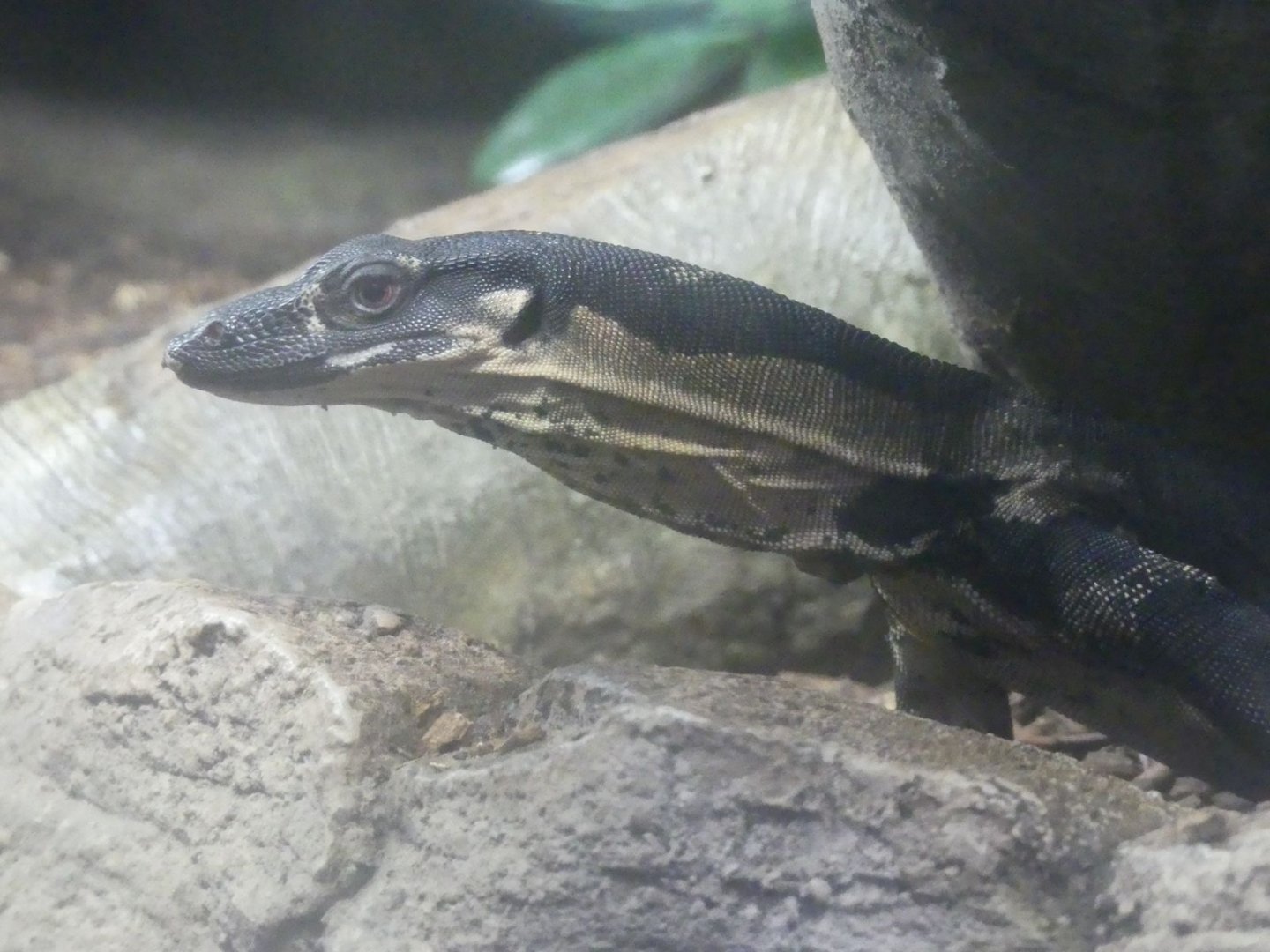 Lace Monitor - Zoo København - 26.05.25