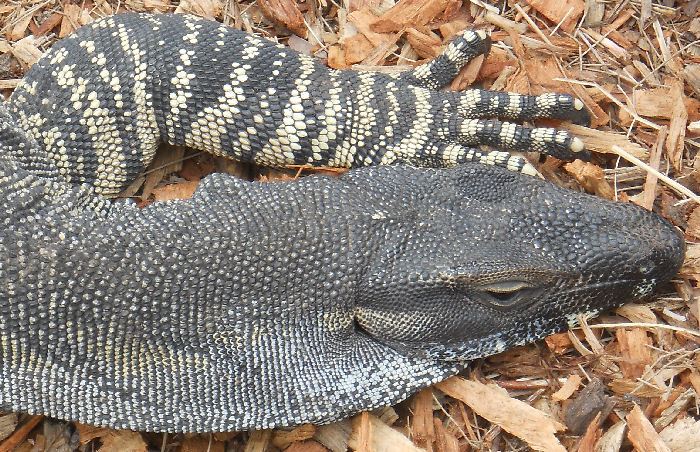 Lace Monitor