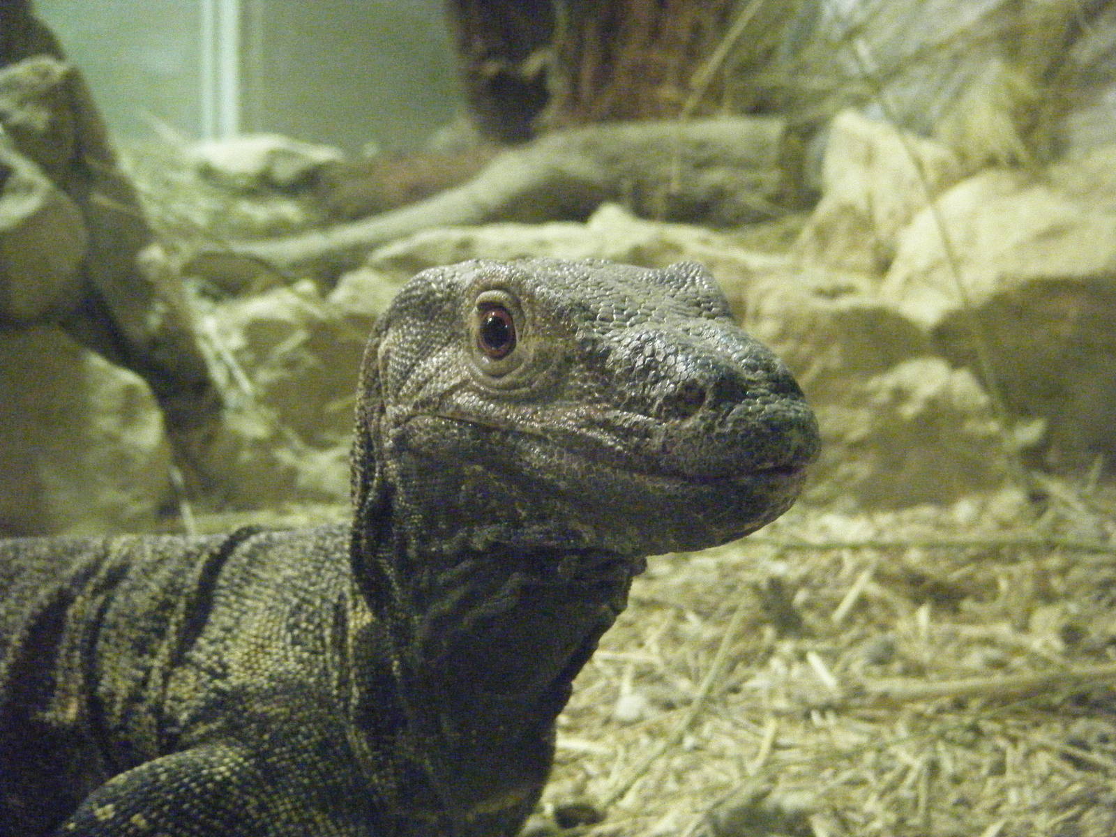 Lace Monitor