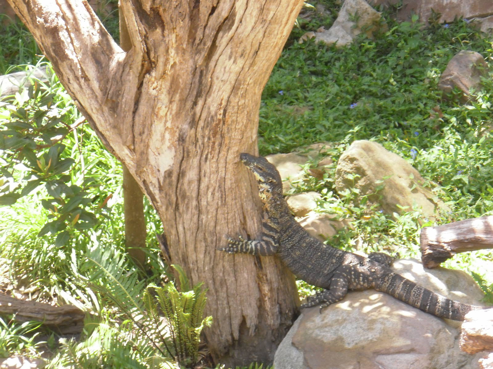 Lace Monitor