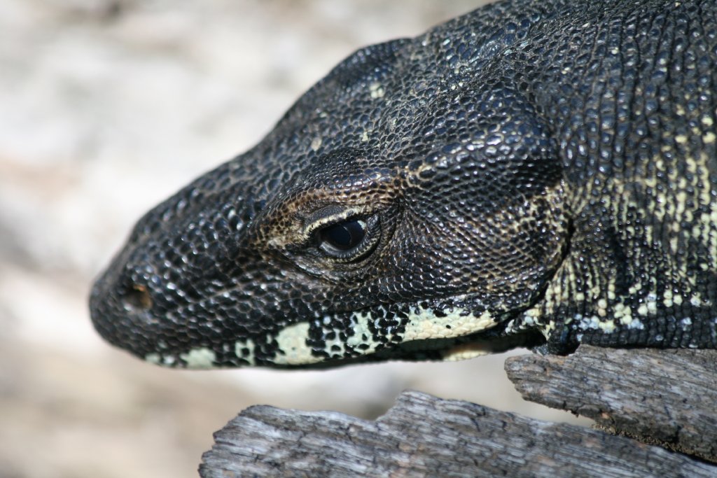 Lace Monitor