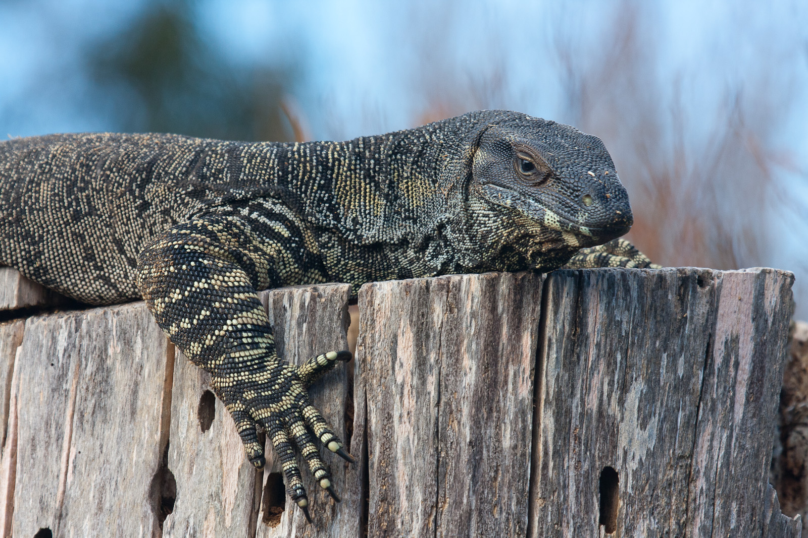 Lace Monitor