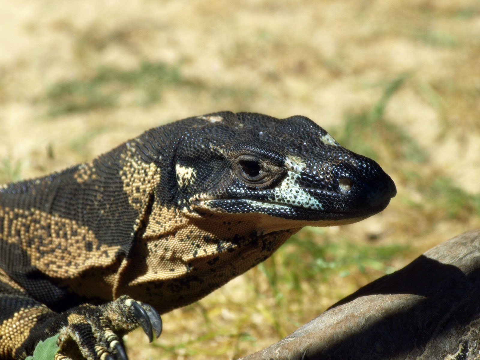 Lace monitor