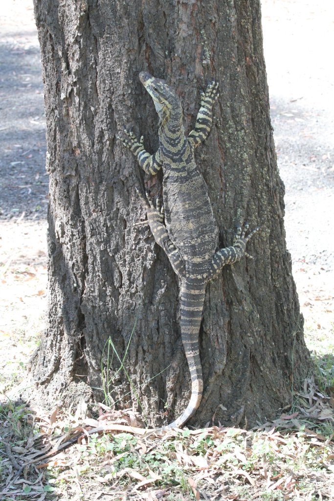 Lace Monitor