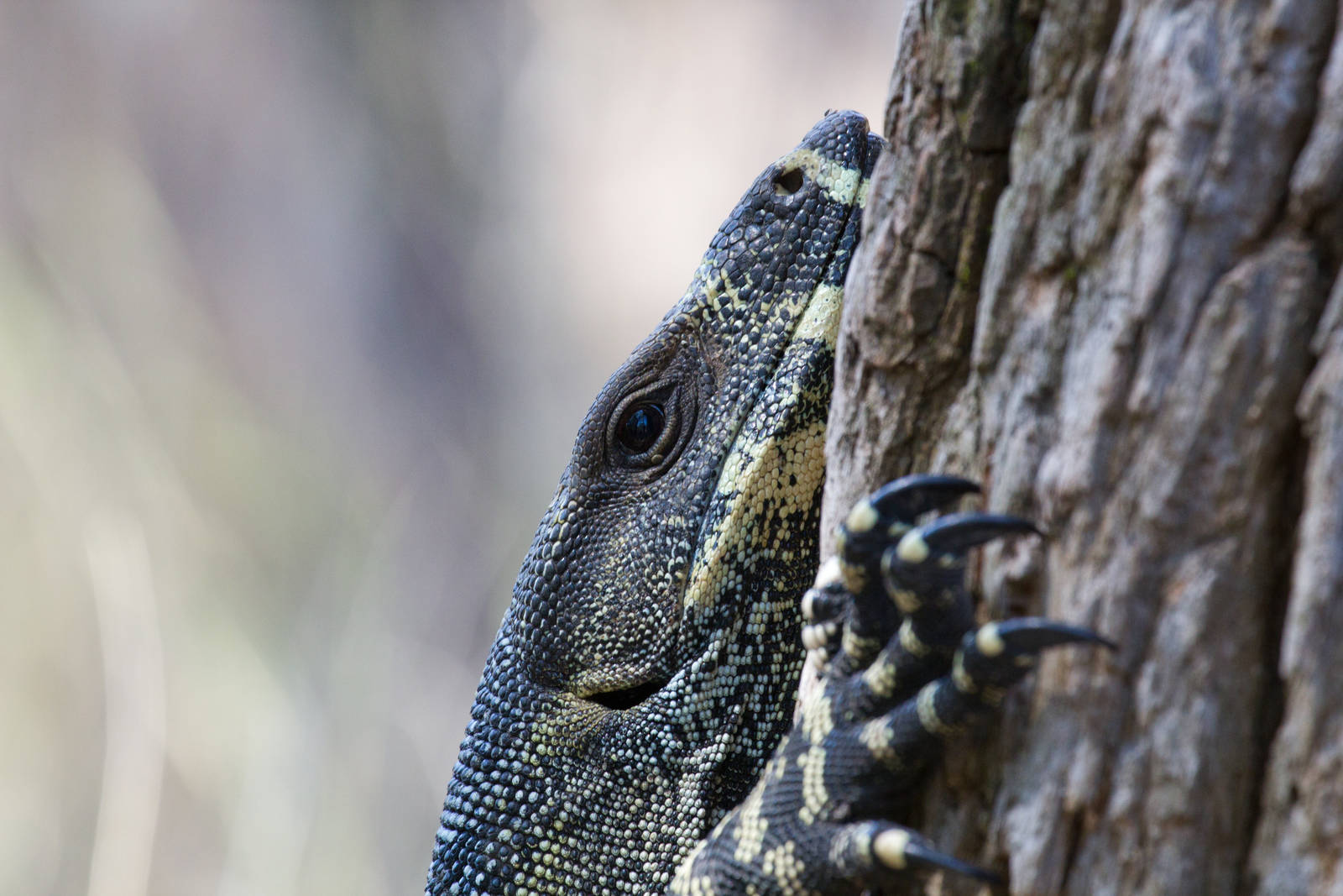 Lace Monitor