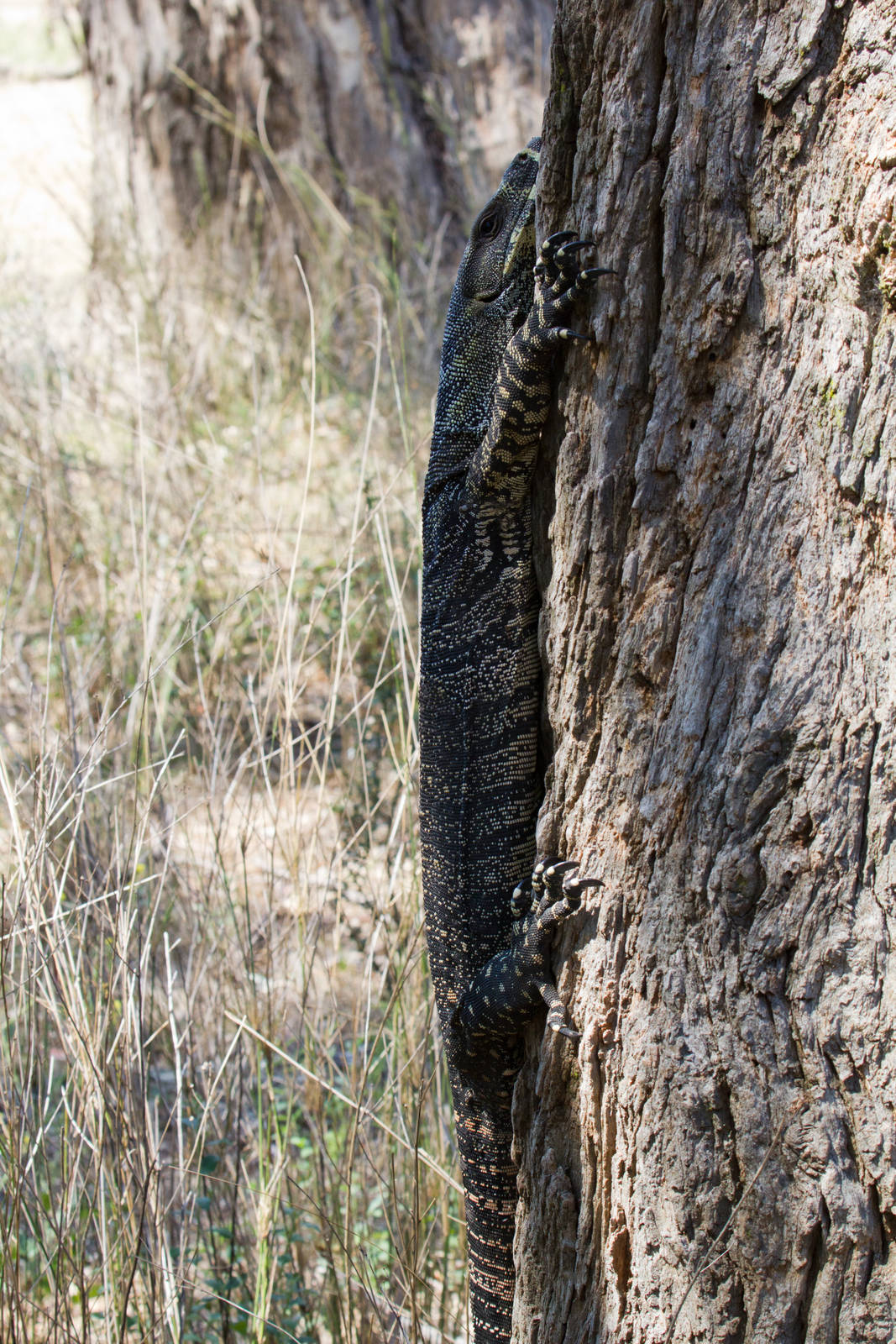 Lace Monitor