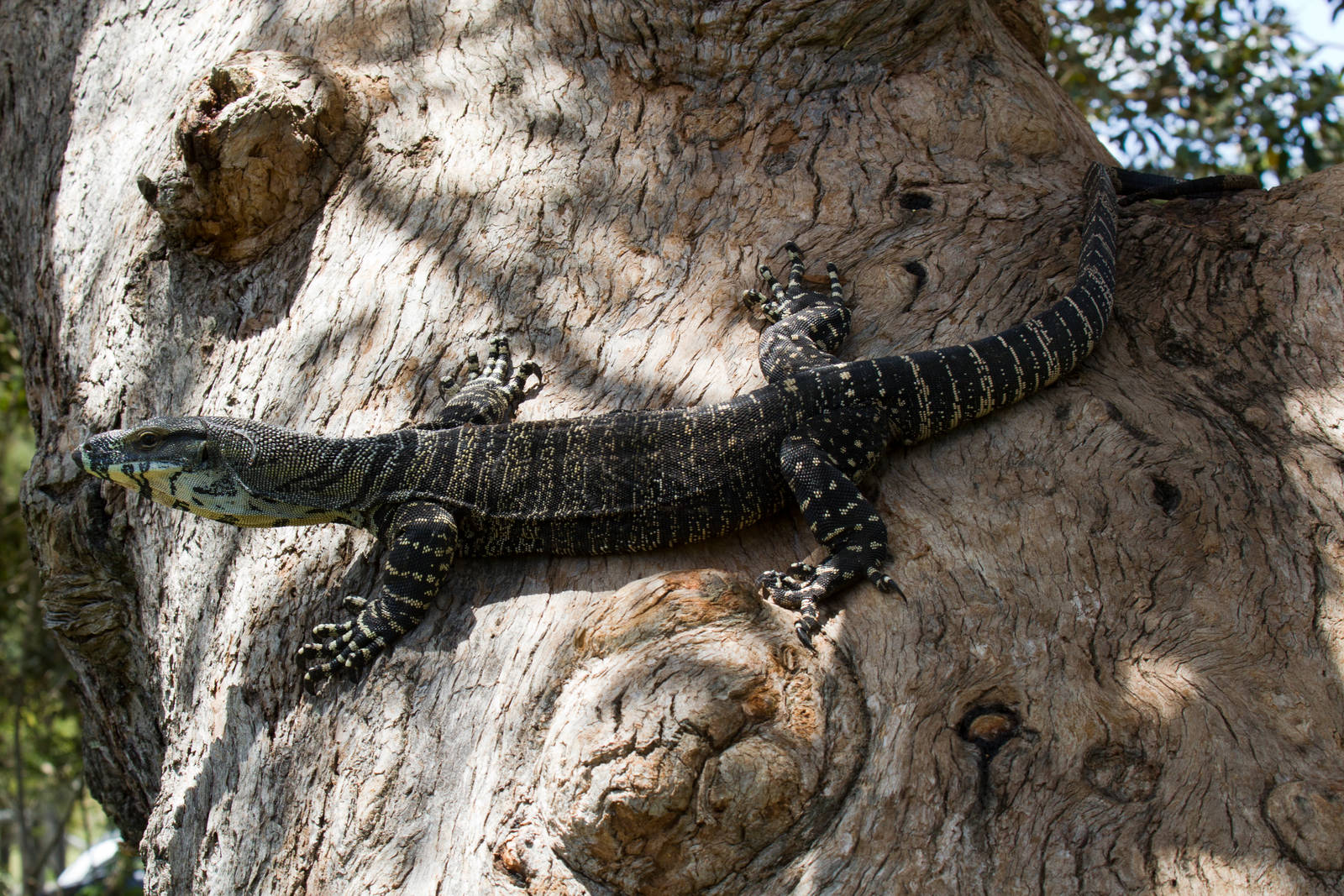 Lace Monitor