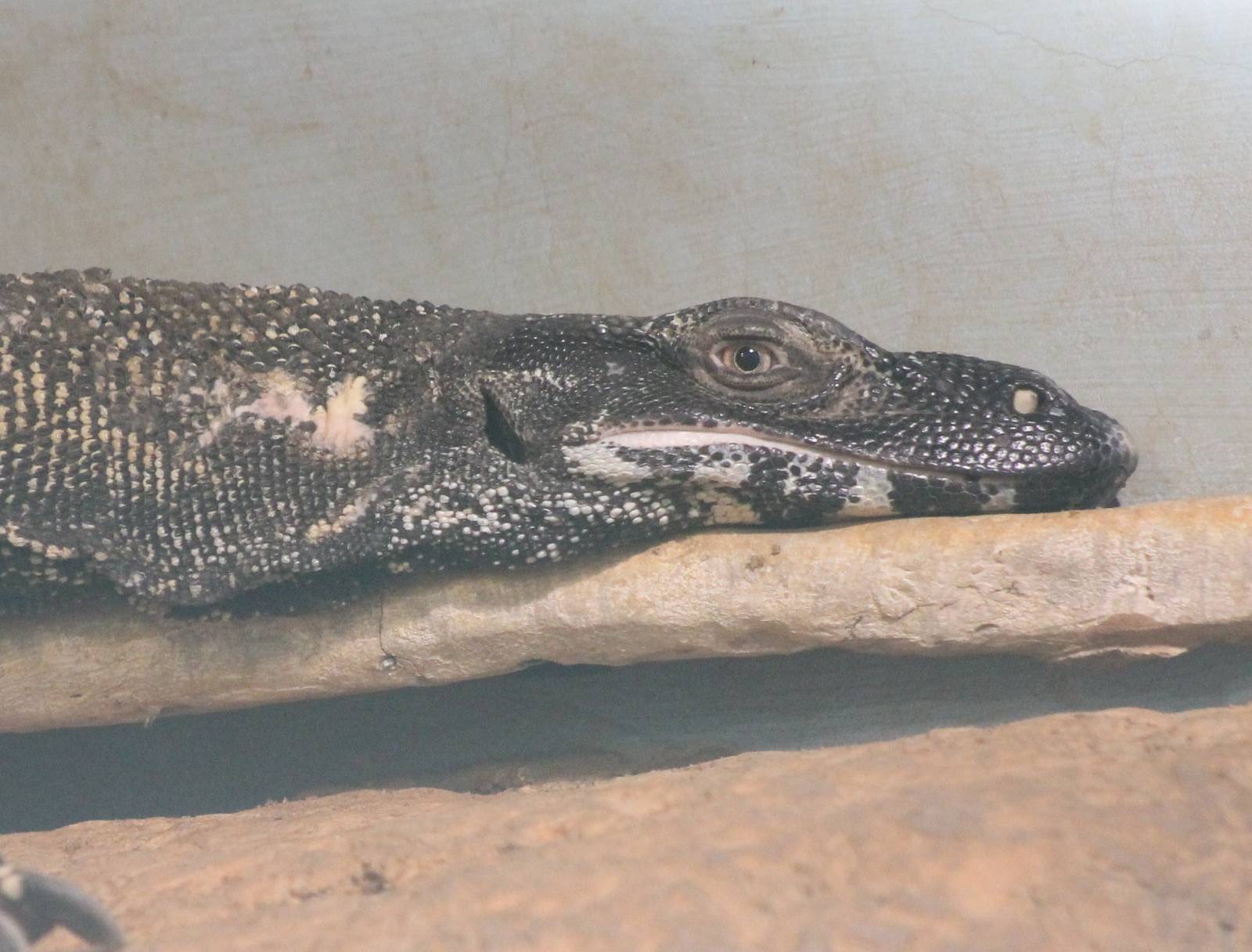 Lace monitor