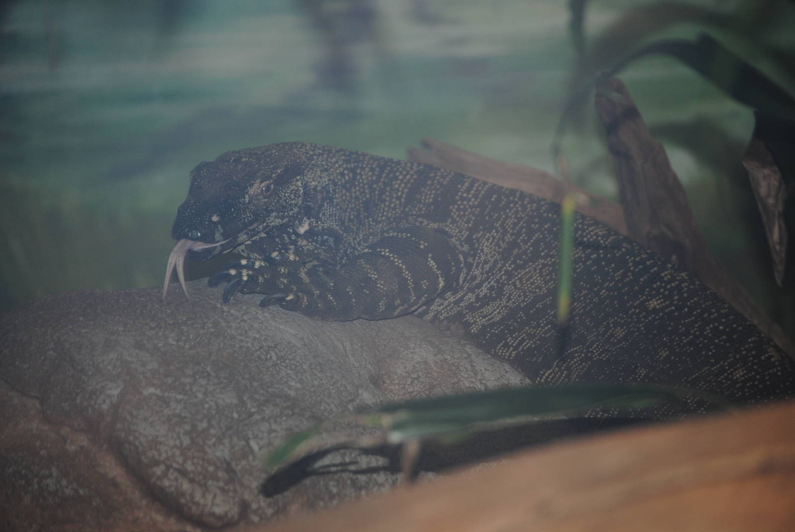 Lace Monitor