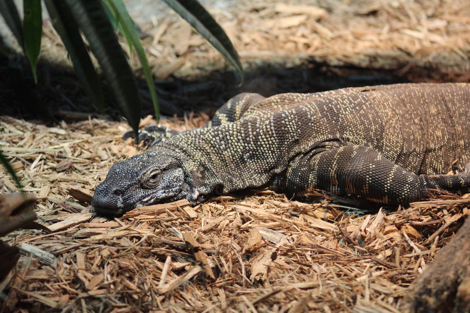 Lace Monitor