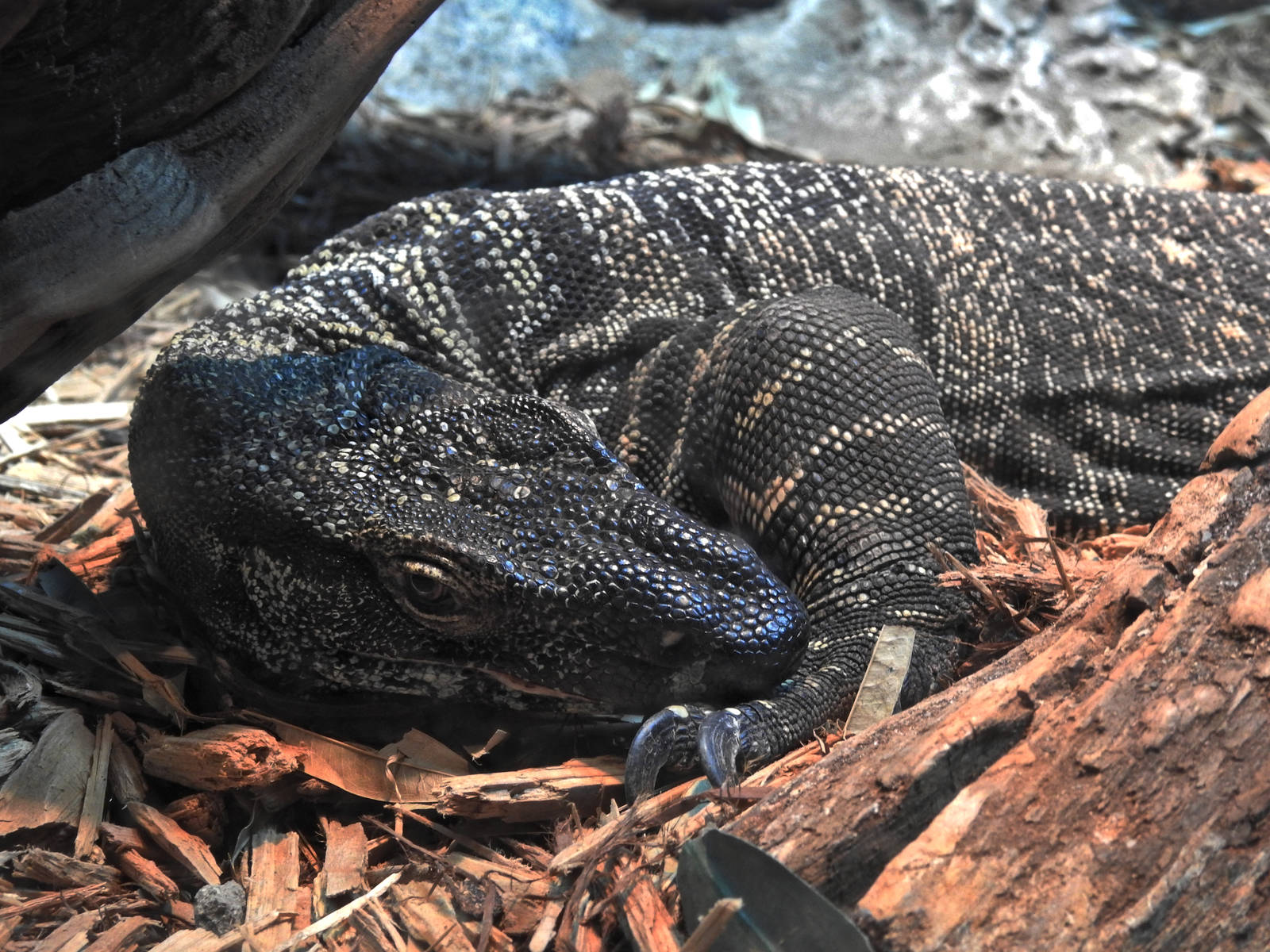 Lace Monitor