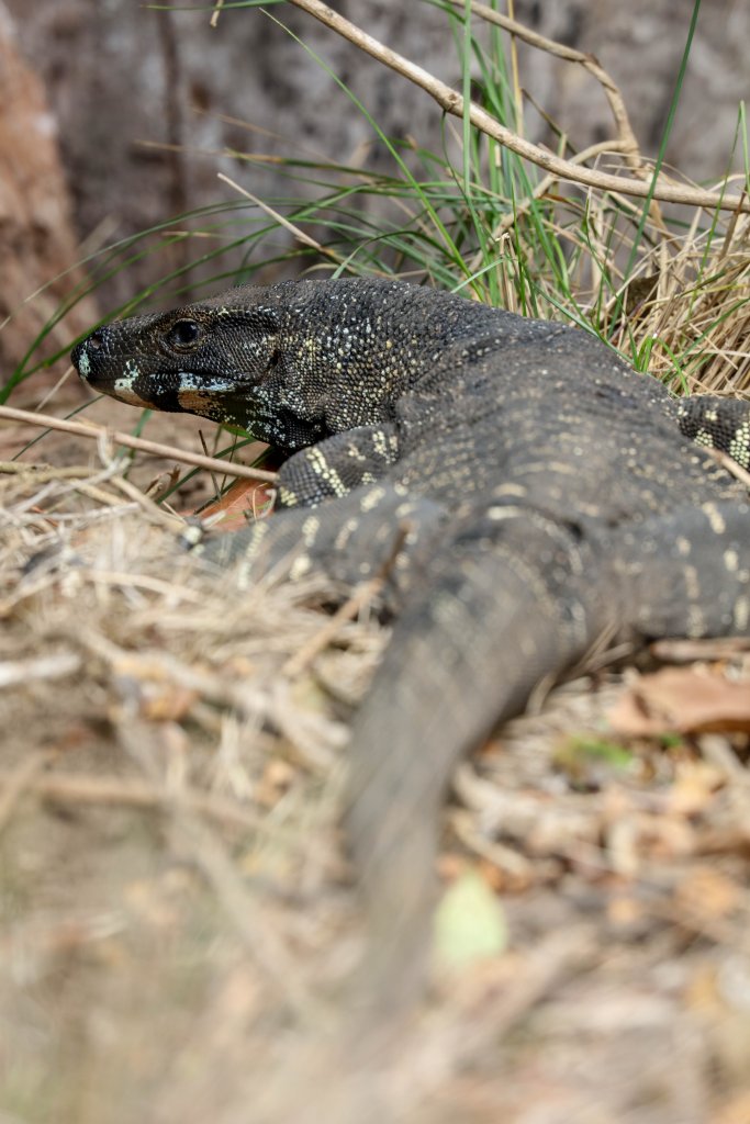 Lace Monitor
