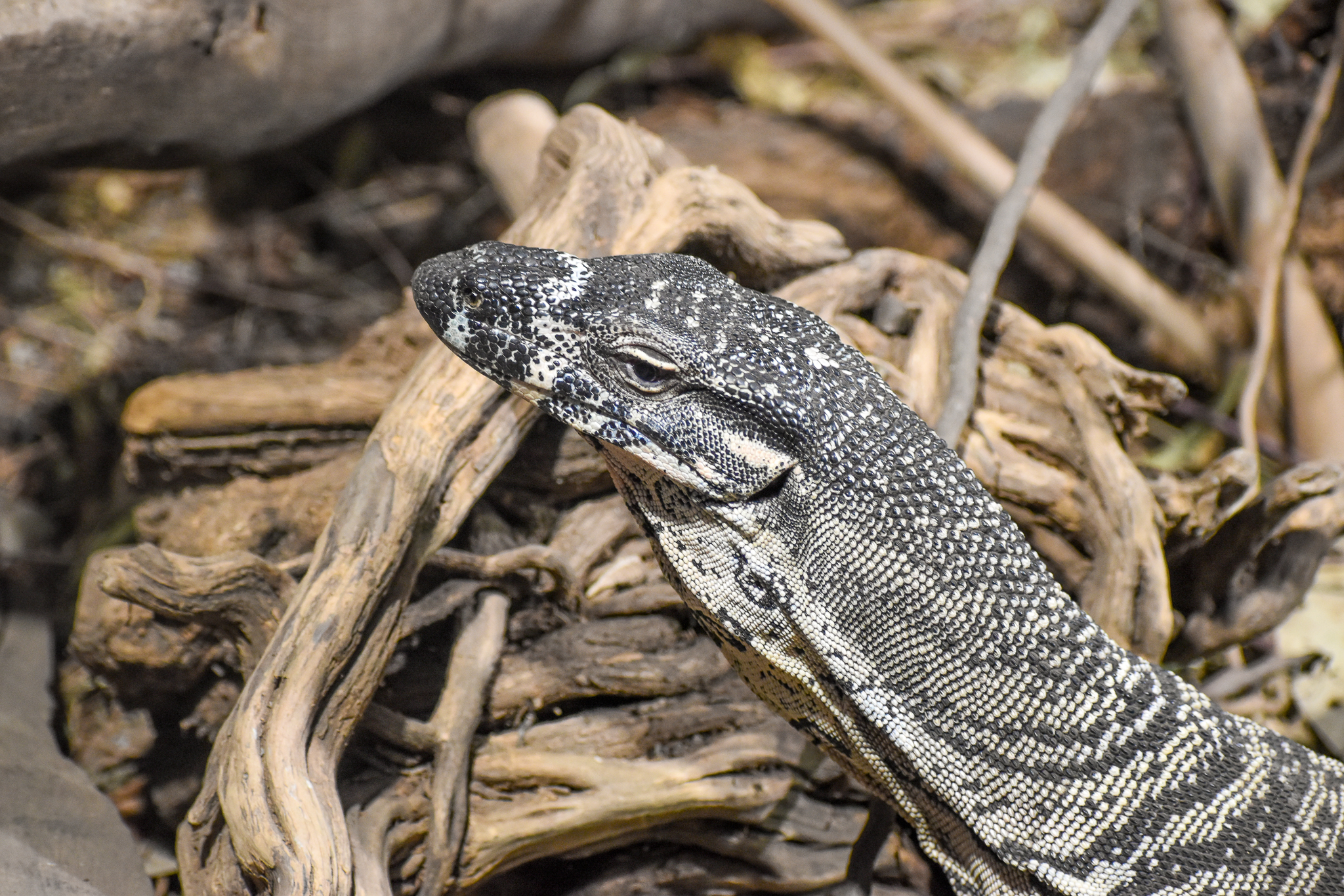 Lace Monitor