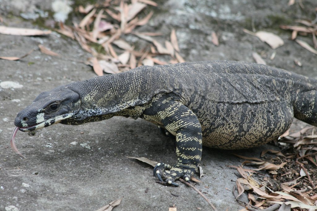 Lace Monitor