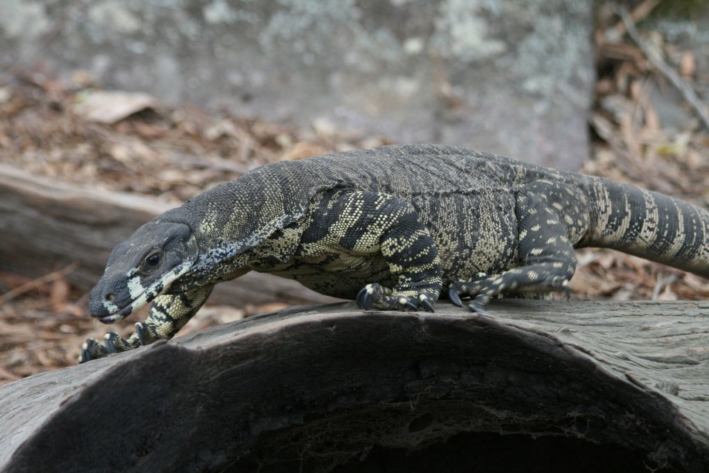 Lace Monitor