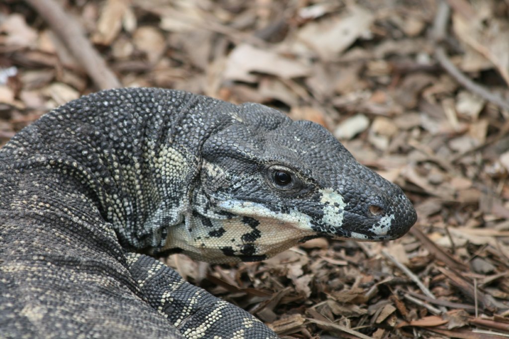 Lace Monitor