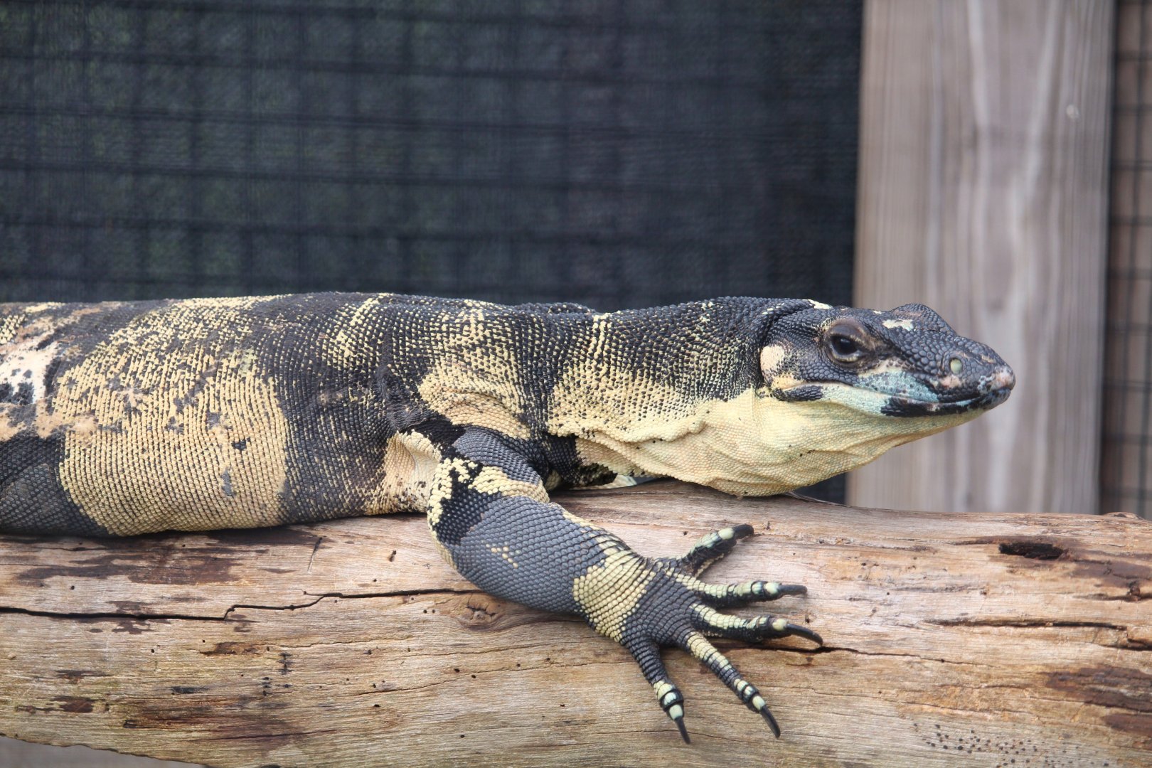 Lace Monitor