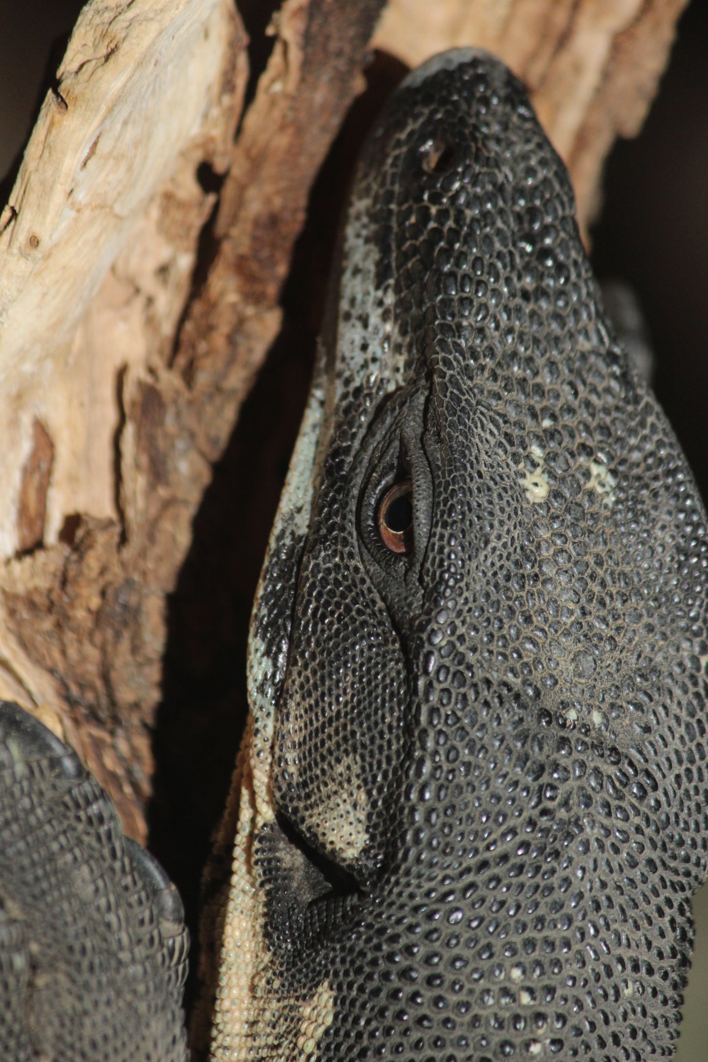 Lace Monitor