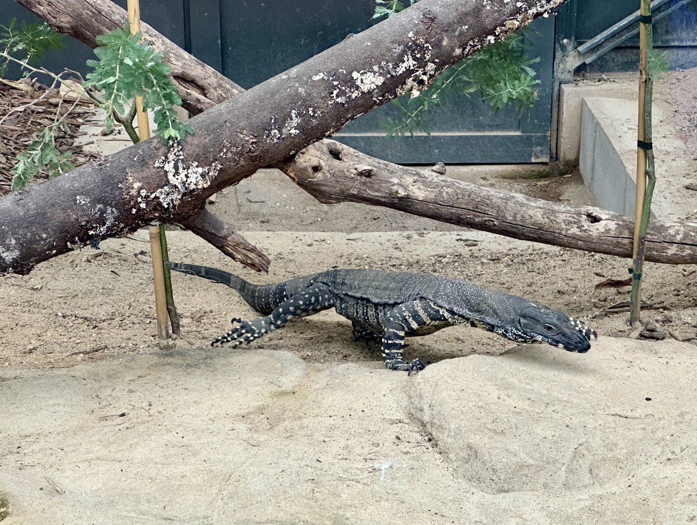 Lace monitor