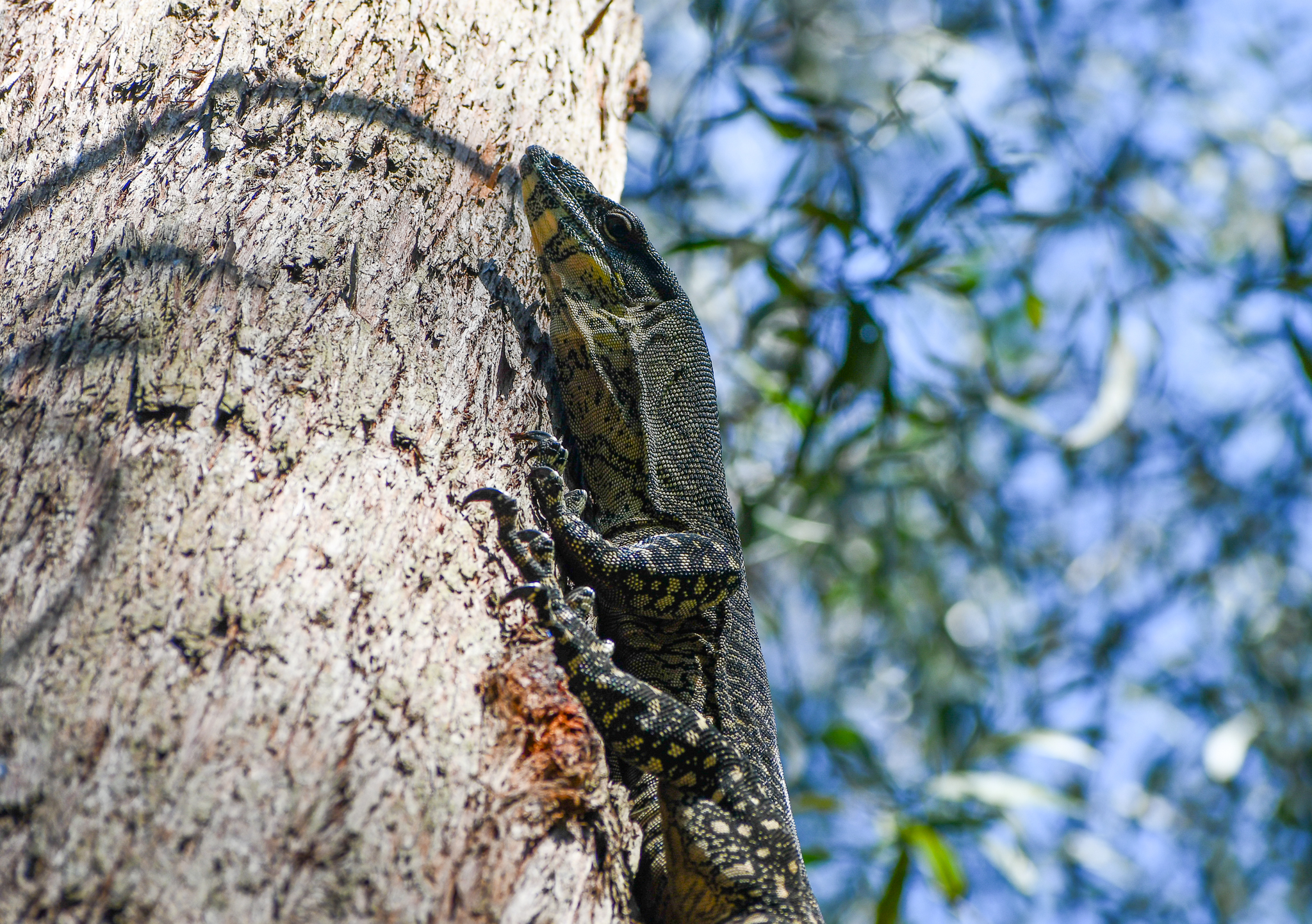 Lace Monitor