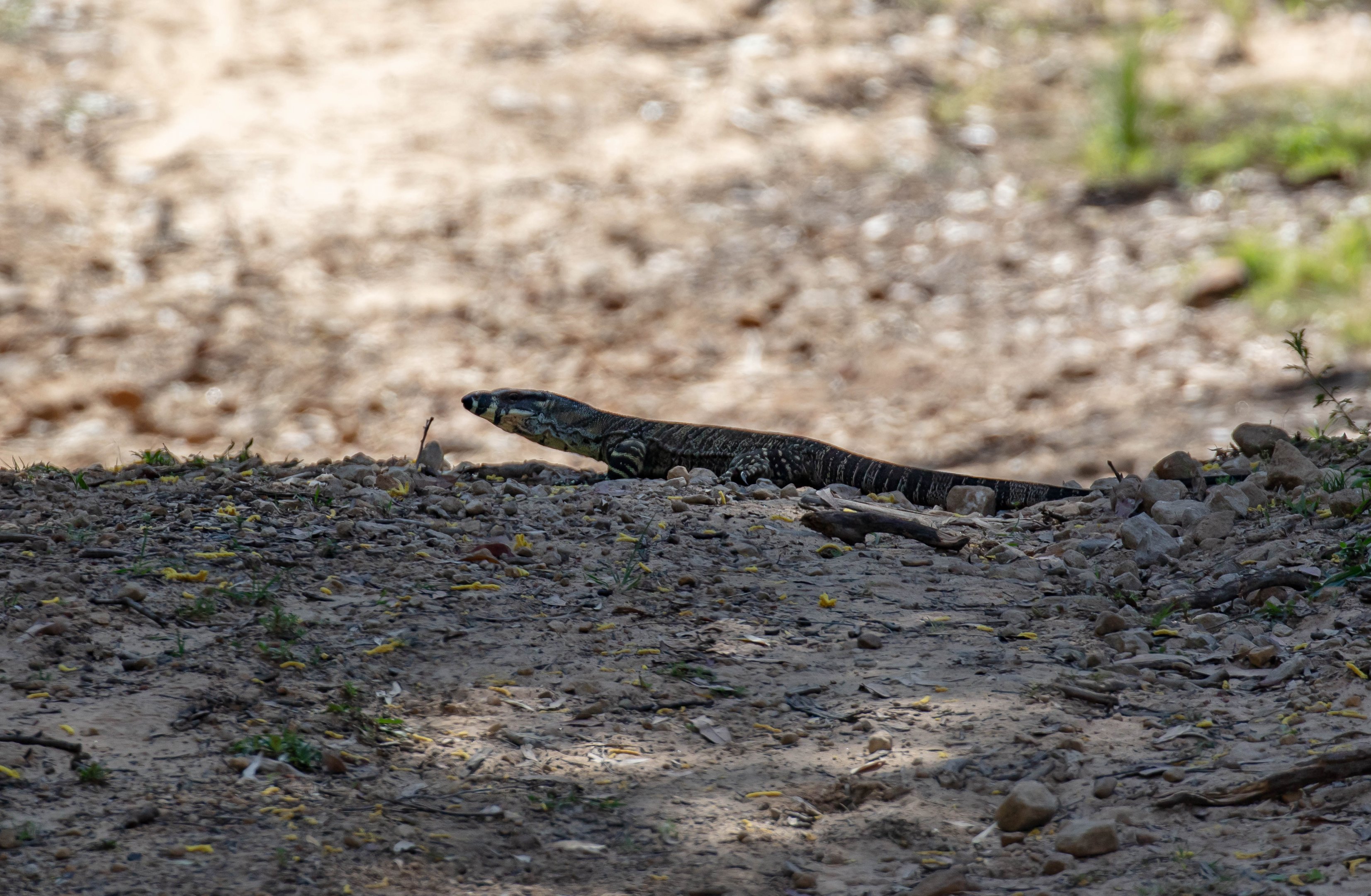 Lace Monitor