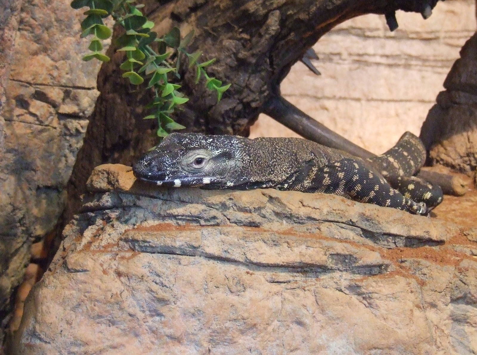 Lace Monitor